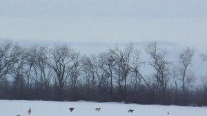 Охота на зайца с собаками (38 часть)