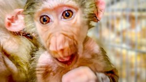 Степашку ПОКУСАЛИ КОМАРЫ, глаз заплыл, он наверно самый сладкий, ни Маню, ни Люсю никогда не кусали)