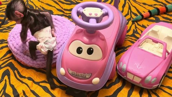 Николь совершила ПРЫЖОК ВЕКА! Растет очень умная обезьянка🐵