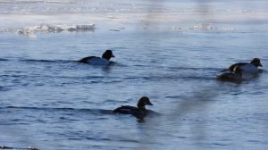 Необычная зимовка гоголя обыкновенного в охранной зоне Сохондинского заповедника