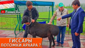 🐏Гиссар и архар - миф или реальность? Овцеводство Таджикистана: лучшие гиссары и новые технологии