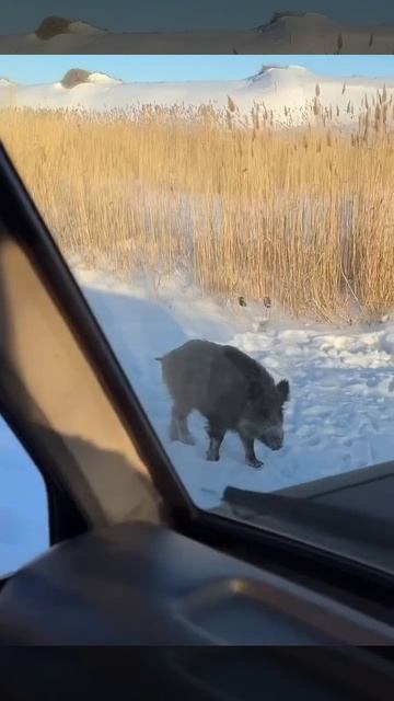 Поросёнок на рыбалке. смотреть онлайн