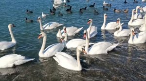 Анапа. Высокий берег.
Лебеди 🦢🦢🦢 На море .
12.02.2026.