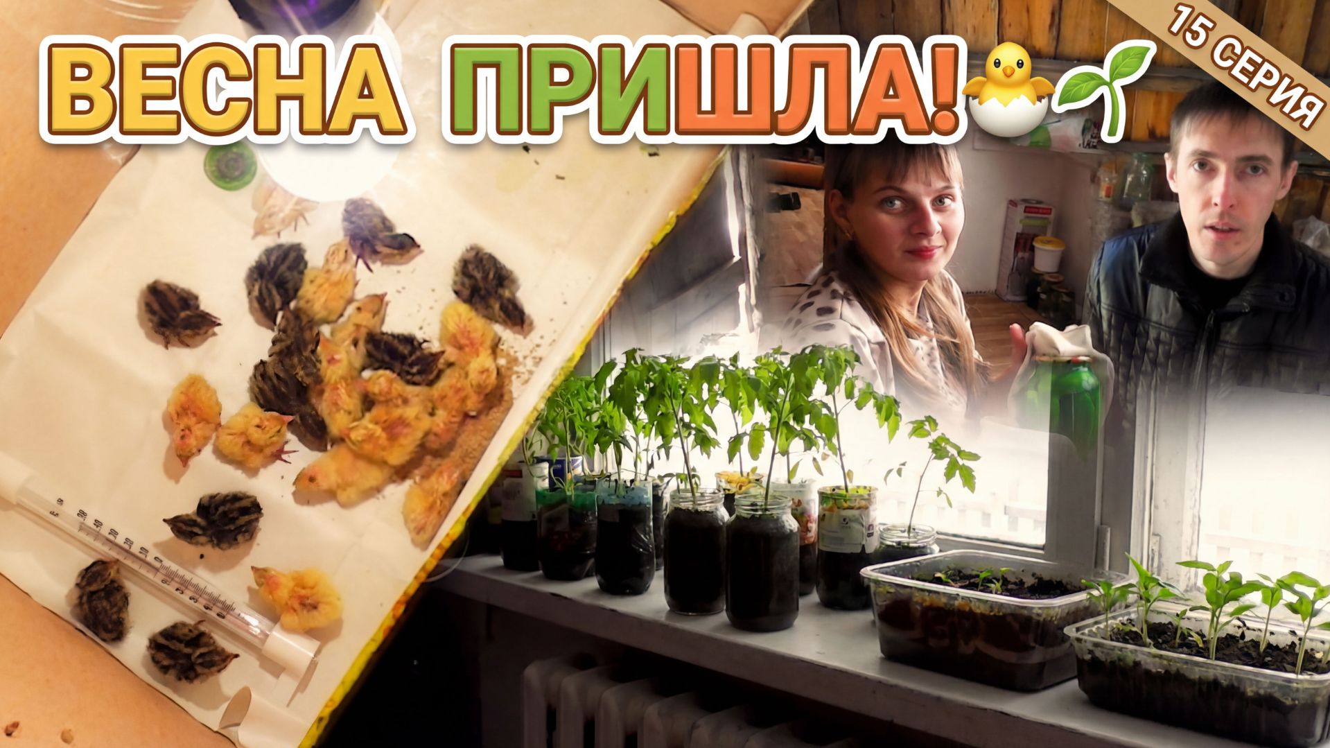 ЗИМА ПОЗАДИ: ПЕРЕПЕЛЯТА ВЫЛУПИЛИСЬ, РАССАДА ВЗОШЛА! ИЗ ГОРОДА В ДЕРЕВНЮ 15 серия смотреть онлайн