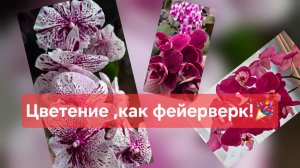 Обзор зимнего  цветения орхидей. Часть 5.