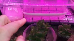 ПЕРЕСАДКА ЭУСТОМЫ//12ФЕВРАЛЯ//