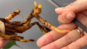 ОБЗОР распаковка растений. Открытая корневая. Адаптация. Подбор грунта. Укоренение