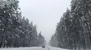 Хвойная 🌲❄️🌲🌲 дорога