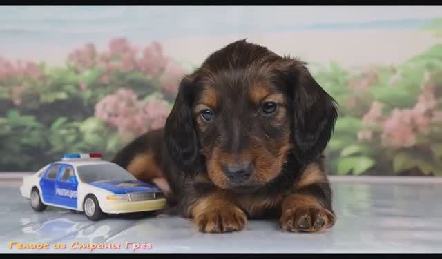 Гелиос из Страны Грез