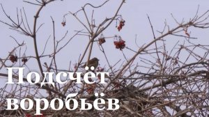 Почему в России исчезают воробьи?