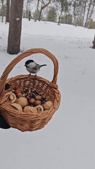 ❤ синичка гаичка на корзинке с угощениями #птицы #синички #берегитеприроду  #природа #природасевера