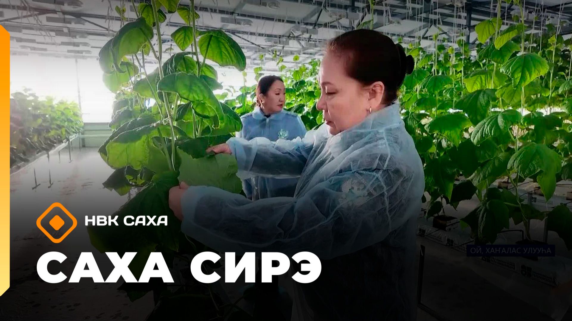 Саха сирэ» информационнай биэрии. Олунньу 11 күнэ 20:30