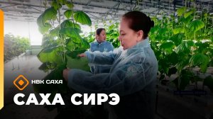 Саха сирэ» информационнай биэрии. Олунньу 11 күнэ 20:30