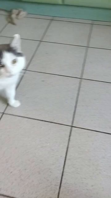 Предупреждение для тех, кто относится к котикам как к игрушкам.