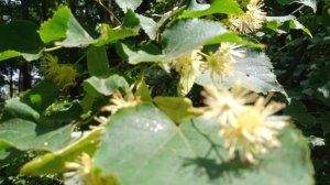 налет на слабую семейку апрель 25 года