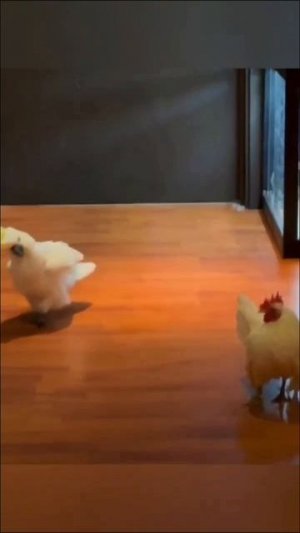 InShot_20260212_191901347.mp4