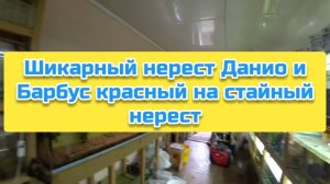 Шикарный нерест Данио и Барбус красный на стайный нерест