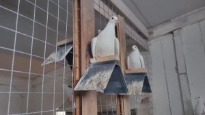 Паруем голубей.