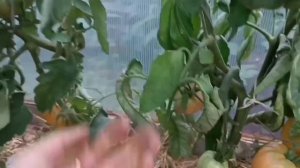 Томаты 🍎 на кустах. Аббатиса паста. Жёлтые гребешки. Тайга.