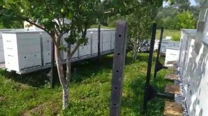 Работа пчёл на пасеке