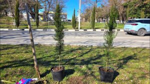 ГЕЛЕНДЖИК. Сажаем КИПАРИСЫ!волонтерские посадки растений на улицах Геленджика