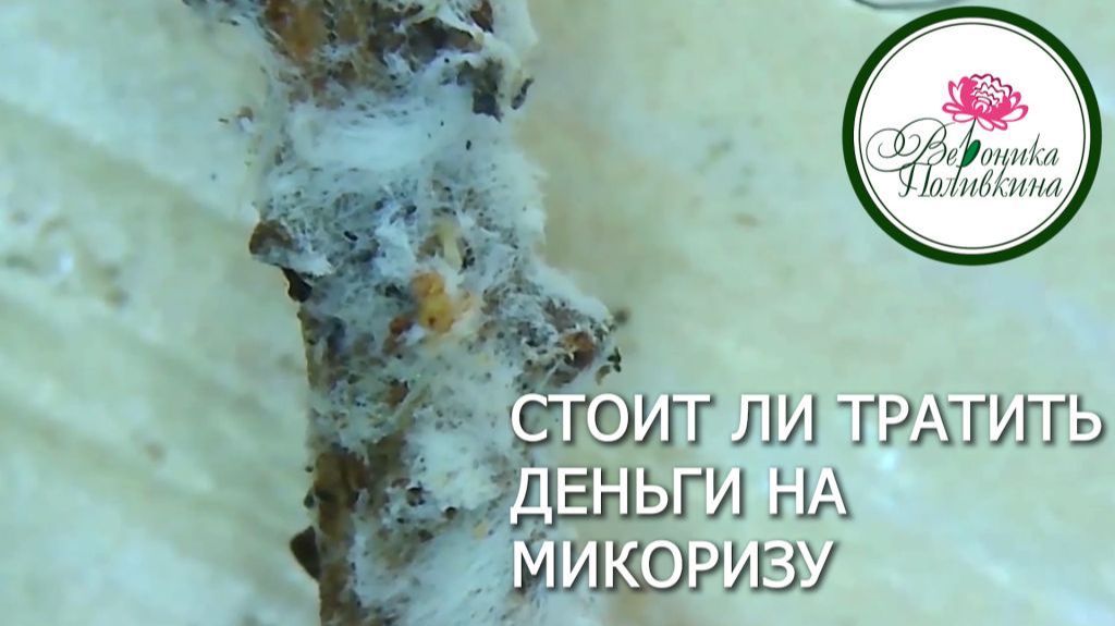 Стоит ли тратить деньги на покупку микаризы для своих растений смотреть онлайн