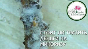 Стоит ли тратить деньги на покупку микаризы для своих растений