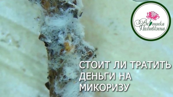 Стоит ли тратить деньги на покупку микаризы для своих растений