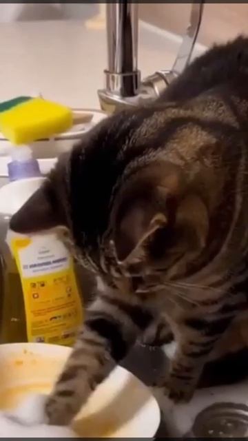 Мамкин помощник 😸