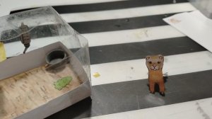 Хорек и вальерчик?!НОВИНОЧКА😍❤