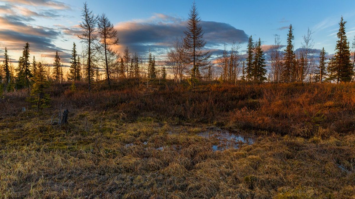 Что действительно живет в Сибиркой тундре смотреть онлайн