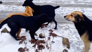 День ожидания...воспоминания...так и прошёл день.