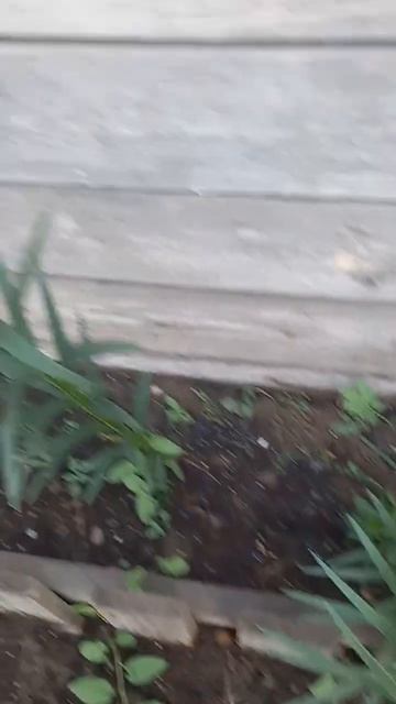 Саранка! смотреть онлайн