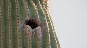 Отель «Кактус» (документальный фильм, 2023)