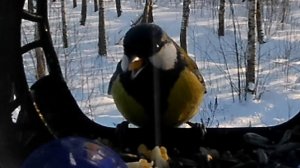 Синичка кушает яичко