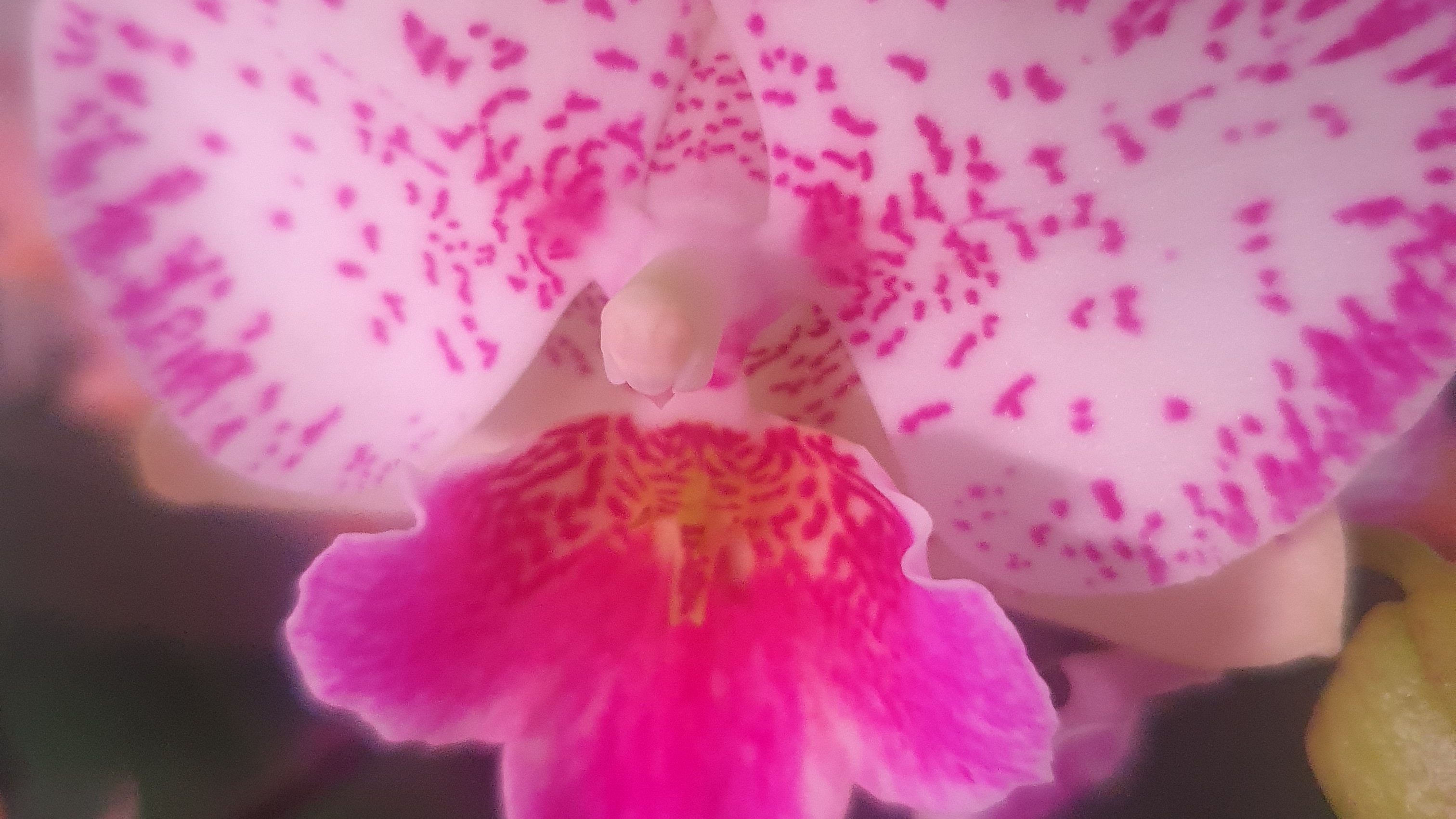 Новые роспуски орхидей, февраль 2026г. смотреть онлайн