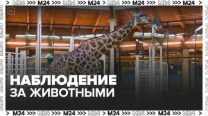 За животными Московского зоопарка можно наблюдать с помощью камер видеонаблюдения - Москва 24