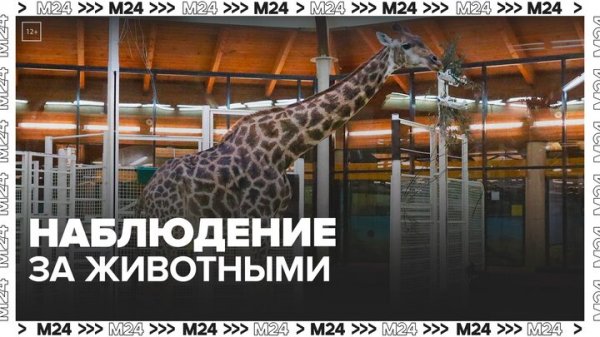 За животными Московского зоопарка можно наблюдать с помощью камер видеонаблюдения - Москва 24