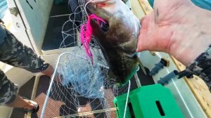 Японское море.В поисках трески.Мыс Поворотный.