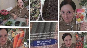 10 февраля 2026 года. Морковь Аленка. Огурец Восточный экспресс. и др семена. Сею Виолу пропущенными