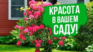 Рододендрон - почему должен быть в вашем саду? ЛУЧШИЕ сорта и гибриды.