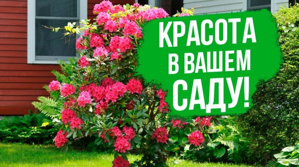 Рододендрон - почему должен быть в вашем саду? ЛУЧШИЕ сорта и гибриды.