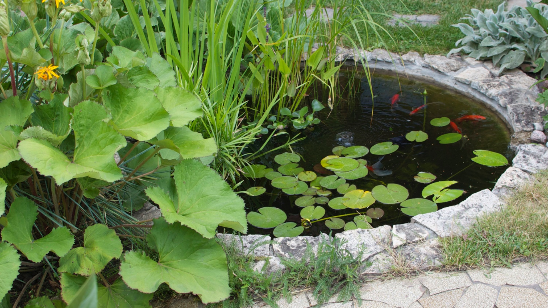 УХОД за РЫБКАМИ в ПРУДУ и АКВАРИУМЕ смотреть онлайн