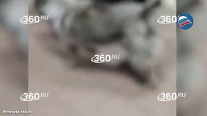 Российский Хатико: в аэропорту Тывы пёс по кличке Умка больше года ждёт хозяина, погибшего на СВО