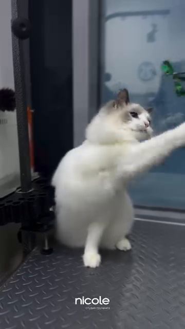 Для записи звоните или пишите +7 911 081 4252🥰