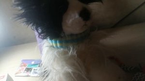 Распаковка👍🏻❤️🐶.mp4