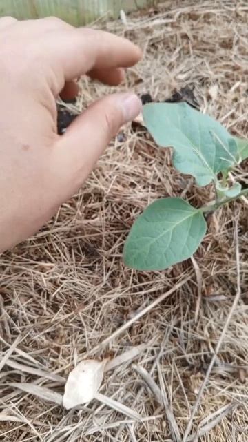 БАКЛАЖАНЫ атакуют МУРАВЬИ