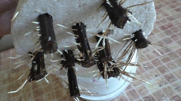 Виноград. Укоренение черенков. В свободном плавании .(1)