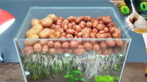 ЧТО СЛУЧИЛОСЬ С КАРТОШКОЙ В АКВАРИУМЕ !