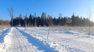 Белки в Ольгинском лесопарке, Балашиха, март 2024 г.